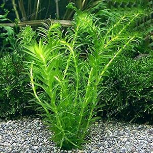 Generic Neue 50-100 PC/Beutel Ceratophyllum Bonsai Indoor Beautifying Gras Bonsai Aquarium Dekoration Zierwasser S Green (Seeds Only): Only seeds