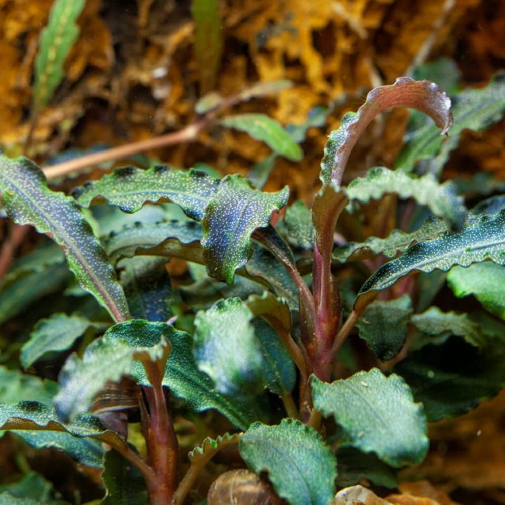 AquaOne Bucephalandra "Kedagang" roślina do akwarium, 3 sztuki, roślina wodna, roślina akwariowa, korzenie/kłącze, w pełni zakorzenione, łatwa w pielęgnacji, dekoracja Aquascaping
