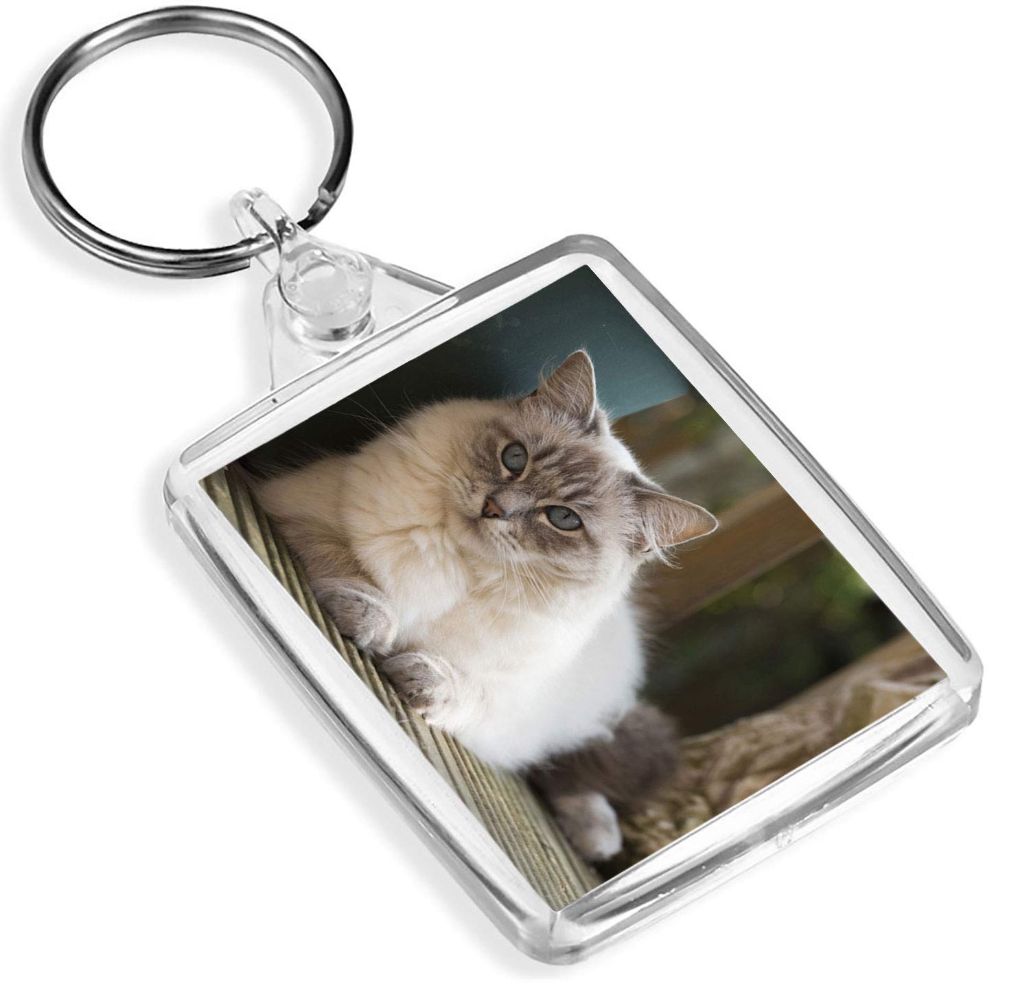 Destination Vinyl Keyrings Unisex Kids Multi 1 X Pretty Ragdoll Kitten Cats Pet Animal - Keyring - Ip02 - Mum Dad Kids #2285