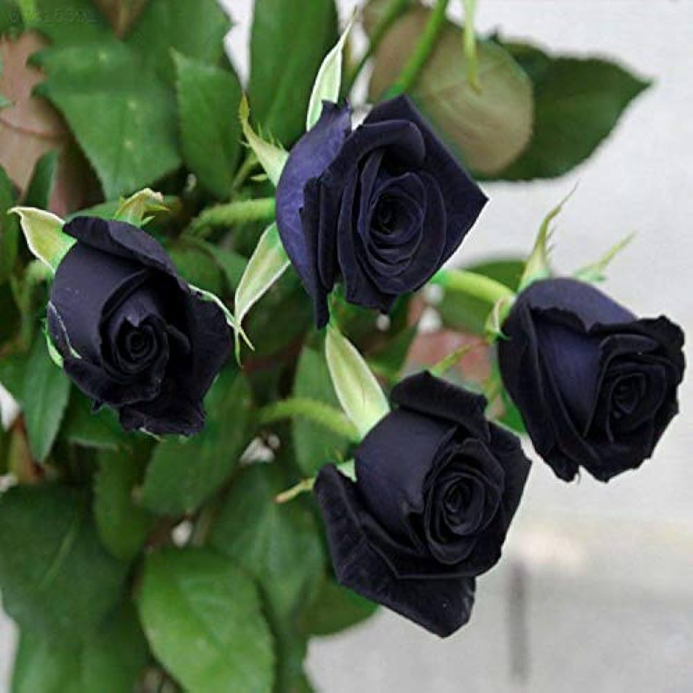 See full amazon price history chart for New black rose flower plant pack of 1 New black rose flower plant pack of 1 (B0CL7CMW74) Amazon Price History, Amazon Price Tracker