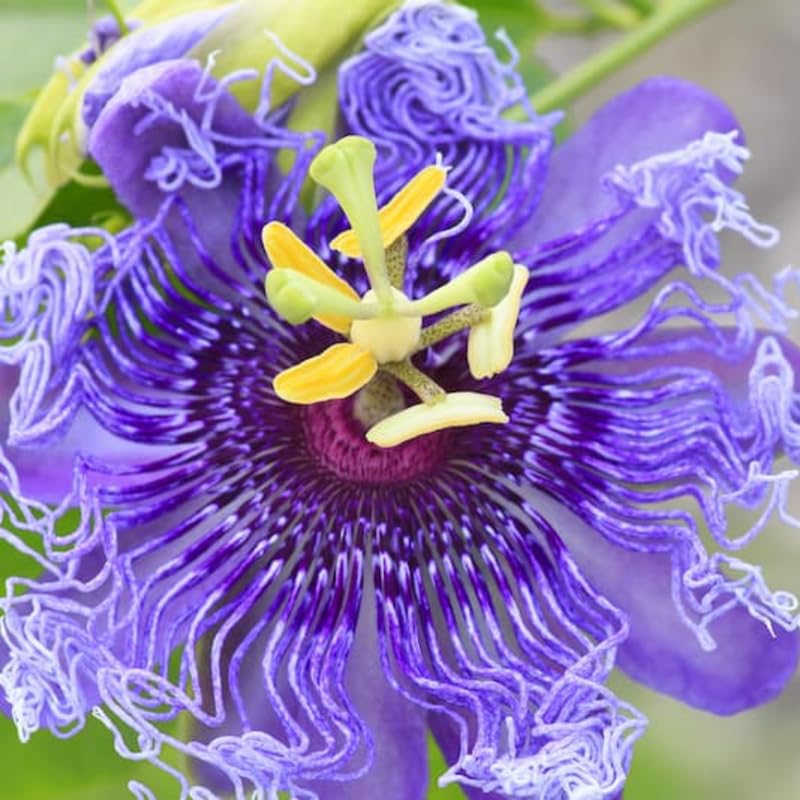 2 Abundant Bloom Curly Purple Passion Flower Plants Live Passiflora Live Plant for Trailing Climbing Trellis Outdoor 5-9 in Tall Perennial Fragrant