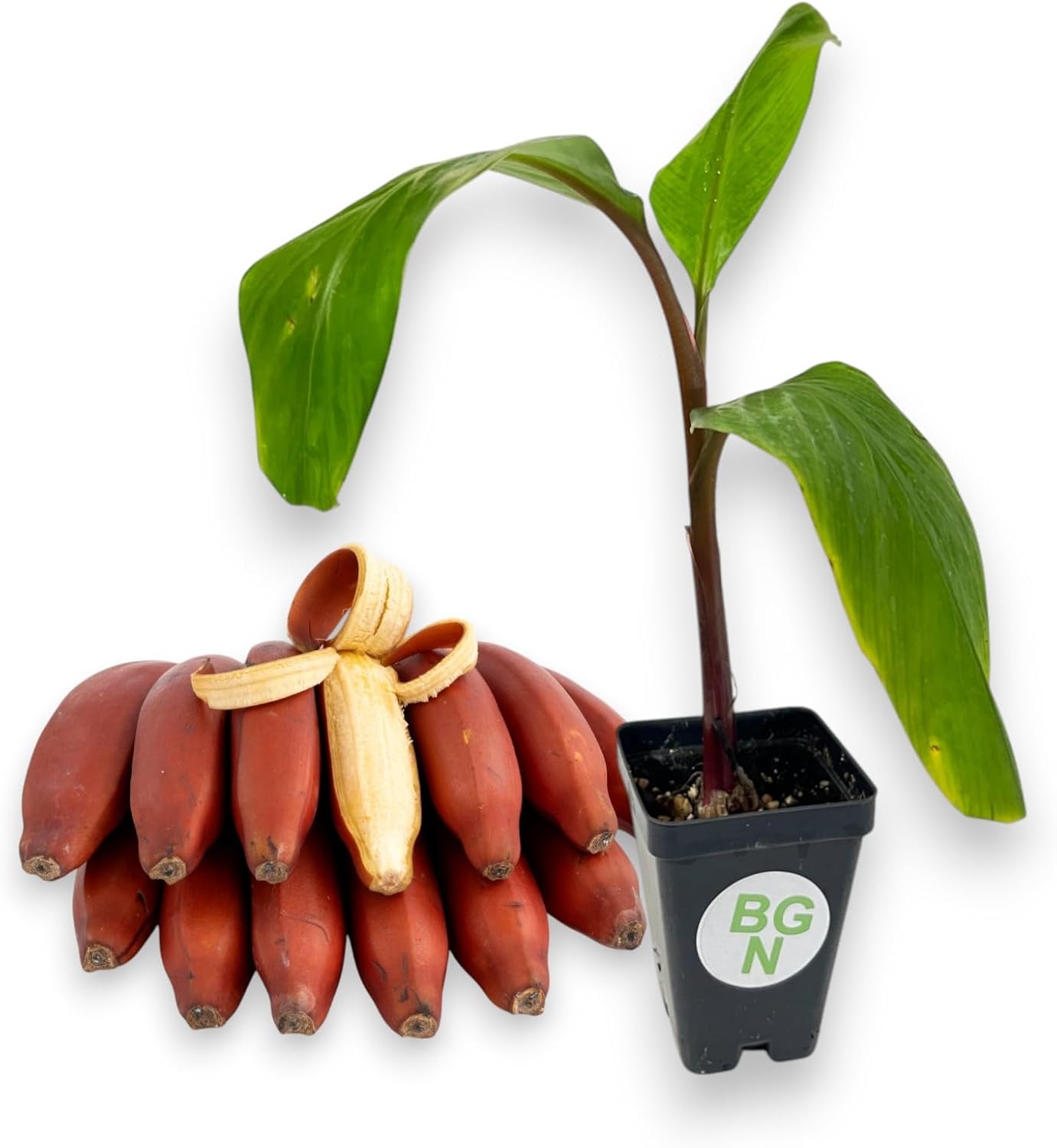 Red Dacca Banana - Live Plant