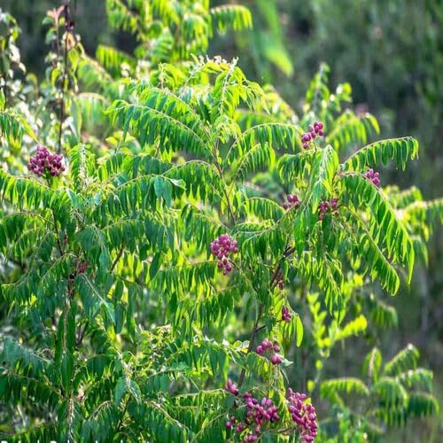 100pcs Curry Leaf Plant Seeds Green