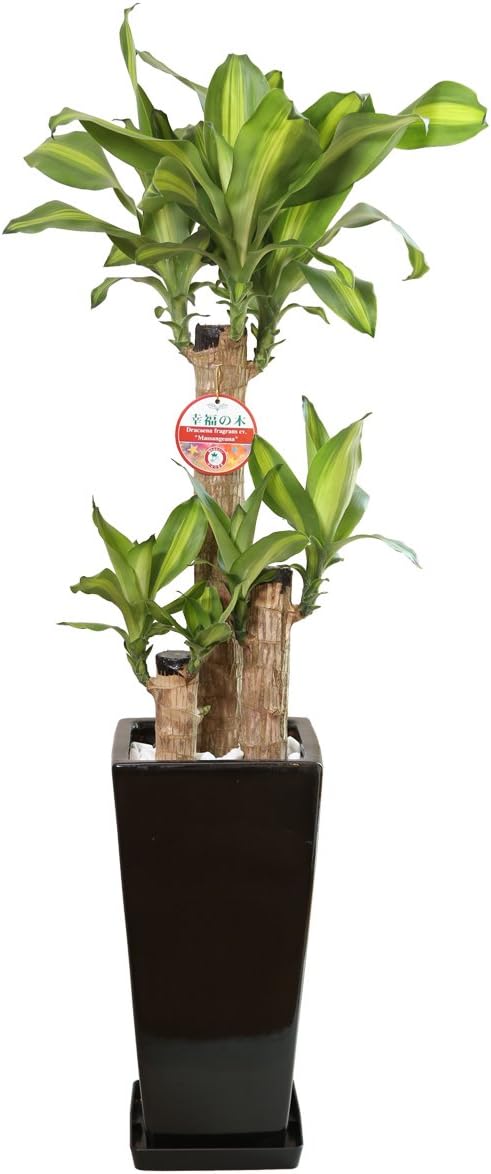 M*様 抜き苗 白月影 M527×40鉢 多肉植物 エケベリア サボテン 韓国