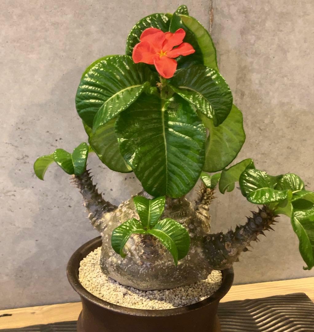 Amazon｜種子5粒 ウィンゾリー パキポディウム｜観葉植物 オンライン通販