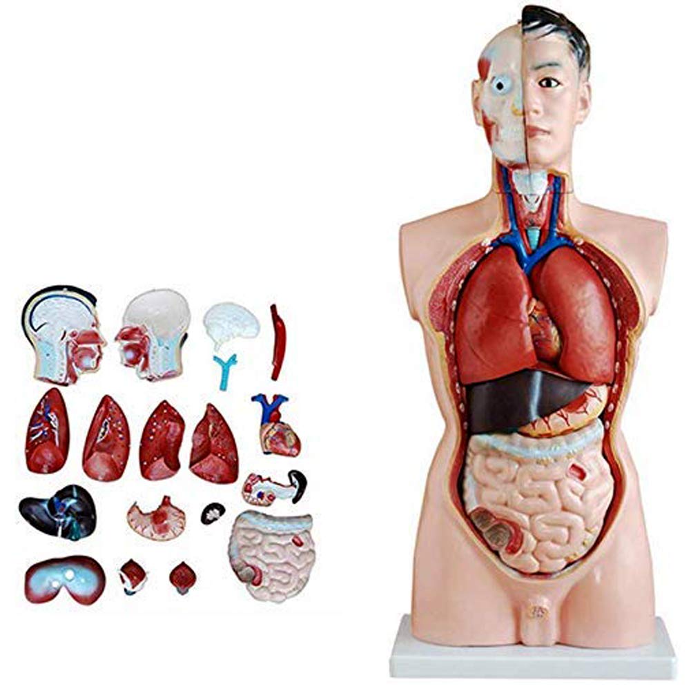 Modelo Anatómico De 85 Cm, Torso Humano De 19 Piezas, Mini Anatomía De Órgano Corporal para Médicos