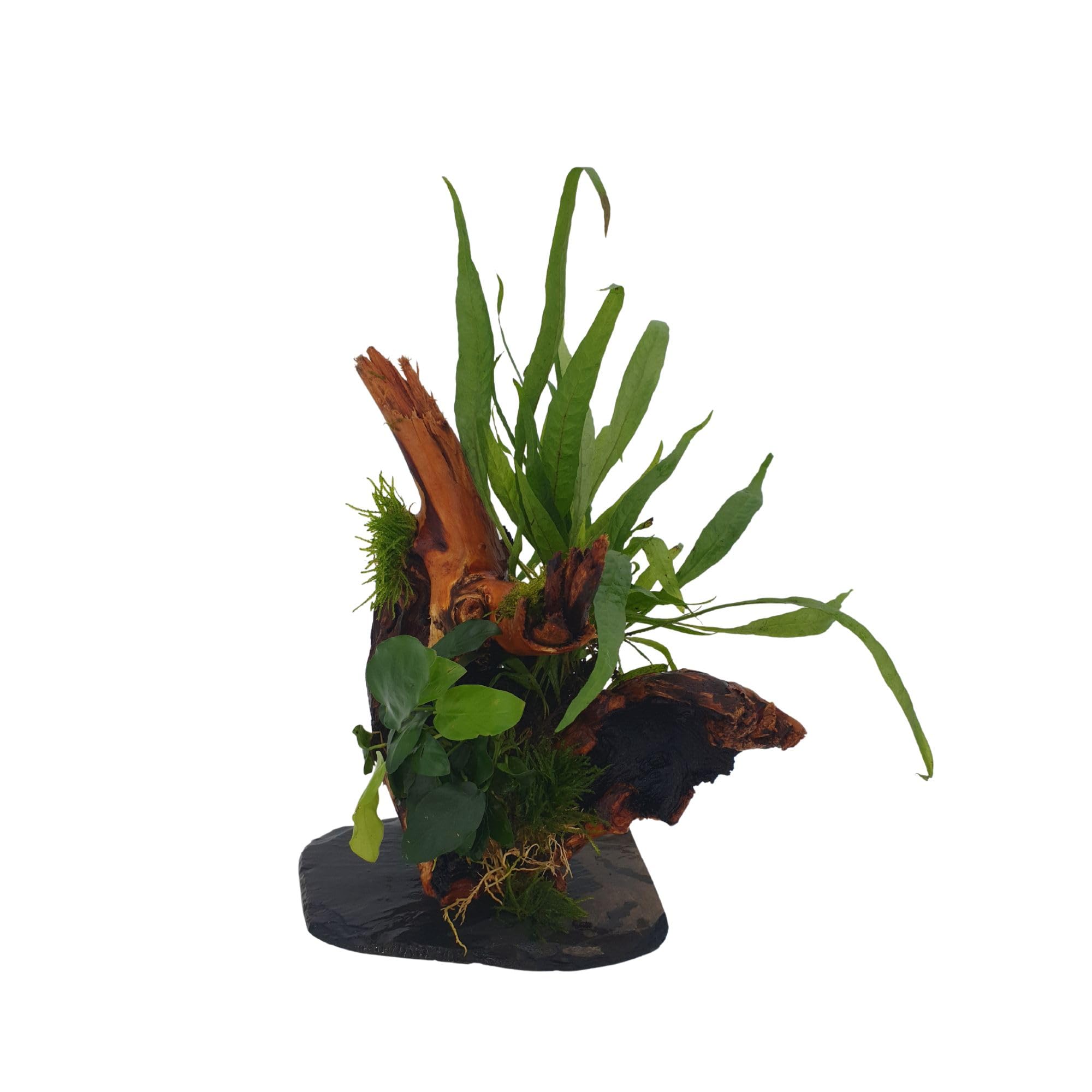 Wurzel für Aquarium Garnelenbäumchen Moorwurzel Aquarium Wurzel Bonsai ca.20 cm Mangrove (Mopani) bepflanzt auf Schiefer Wurzel mit Wasserpflanzen (versch.) Abbildung ähnlich