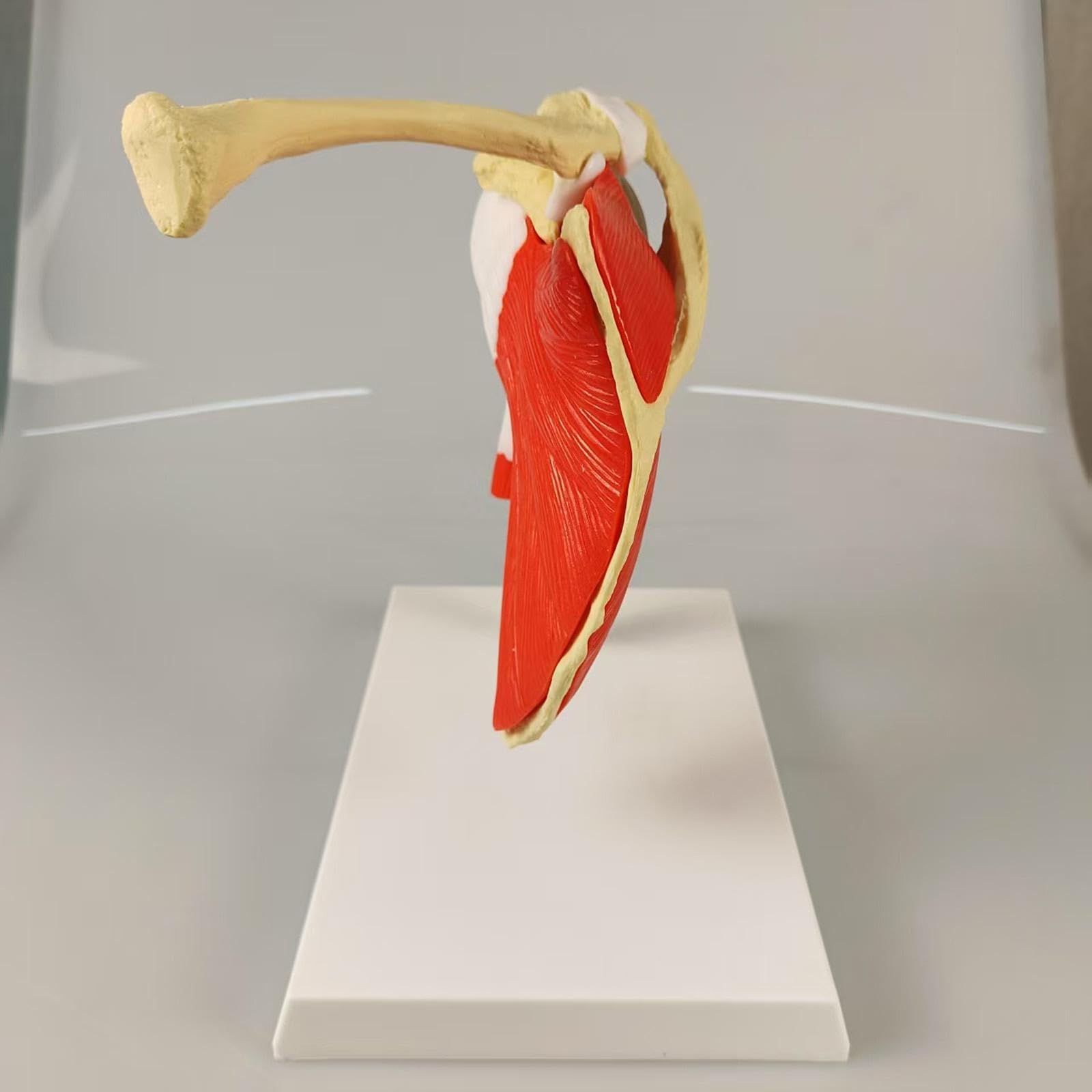 Model ludzkiego stawu barkowego, model anatomiczny, lekkie, kompaktowe akcesoria, narzędzie edukacyjne do prezentacji, szkolenia, nauki