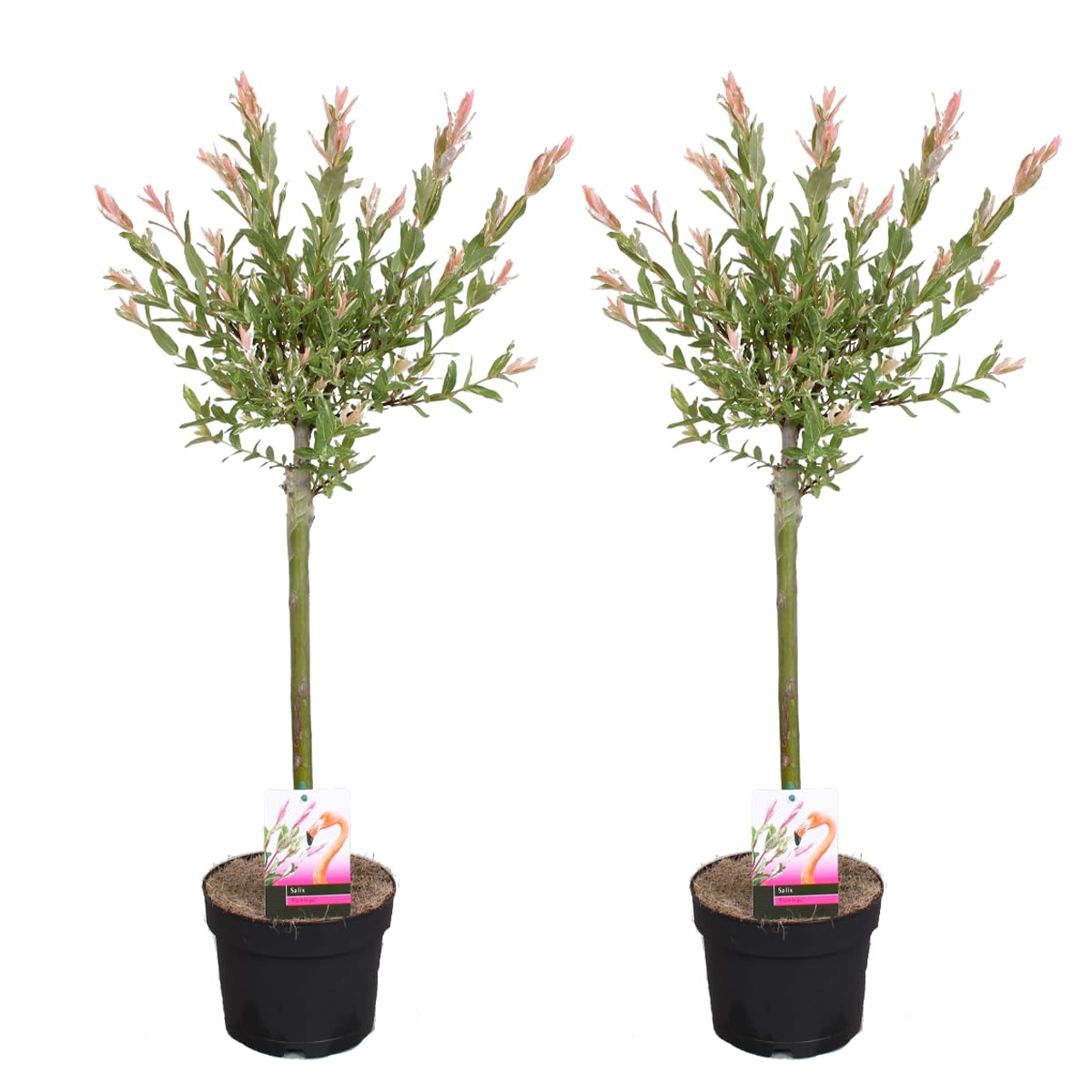 Bloomique - Lot de 2 - Salix integra 'Flamingo' - Saule panaché - Plantes de jardin - Rustiques - Hauteur 60-​80 cm - Pot 17 cm