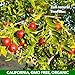 JUJUME | USDA Organic California Grown Jujubes Red Dates | Individually Sorted 3X for QA | High Grade Superfood | Healthy Dried Fruit | Certified All-Natural Non-GMO | 10-pack 6 oz. bags