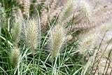 60 White Fountain Grass Pennisetum Villosum Ornamental Flower Seeds