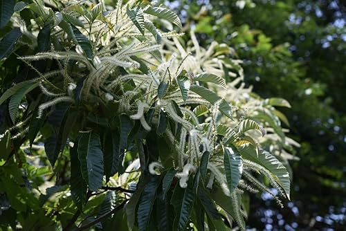 Miniatura 2 de Semillas de Castaño Japonés Silverleaf - Producción prolífica - Castanea crenata Silverleaf (5 semillas)