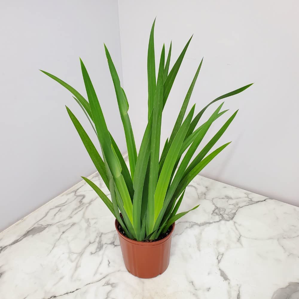 Amazon.com : Iris Regina - Purple Brazillian Orchid - Overall