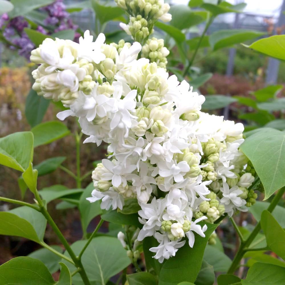 YouGarden French Lilac Syringa vulgaris 'Madame Lemoine', Established Plant in 17cm Pot, Lilac Tree for Gardens, Attracts Pollinators for Gardens and Patios