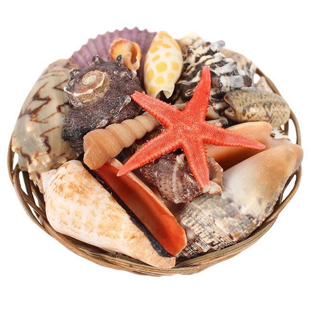 Something Different Charming Mixed Sea Shell in Handwoven Native Basket-Perfect Beach-Themed Gift, Multicolor, 15
