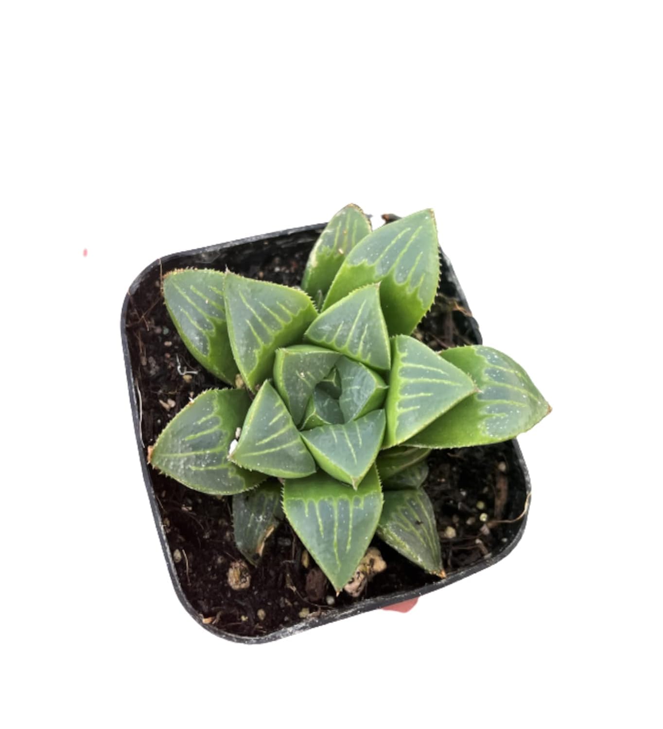 Florima | Live Plants Indoor | succulent plants | Haworthia Retusa Live Plant, small, rosette-forming succulent, star-shaped rosettes Plant-image-34