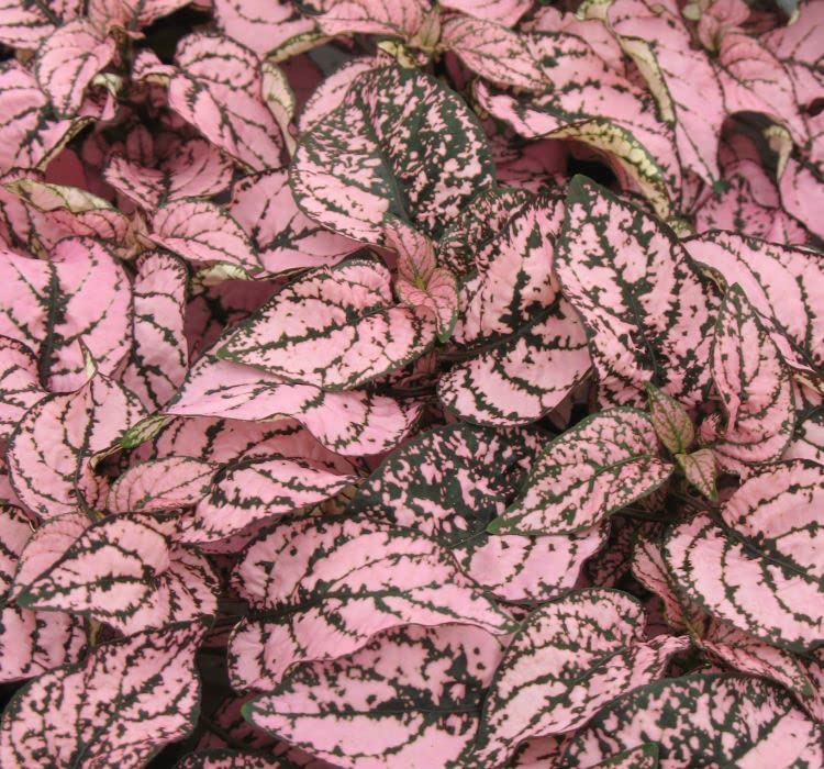 megcito Hostes Çiçeği Tohumu (Çilli, Geniş Yaprak) Pembe Renkli - 5 Tohum