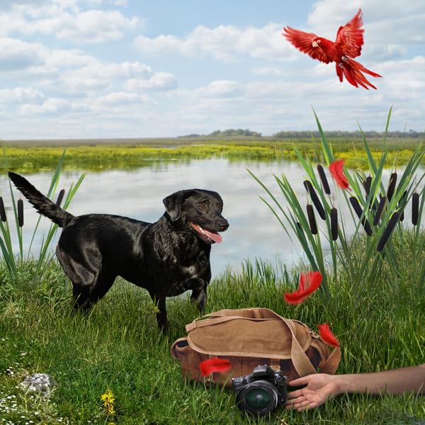 The Money Bird: An Animals in Focus Mystery