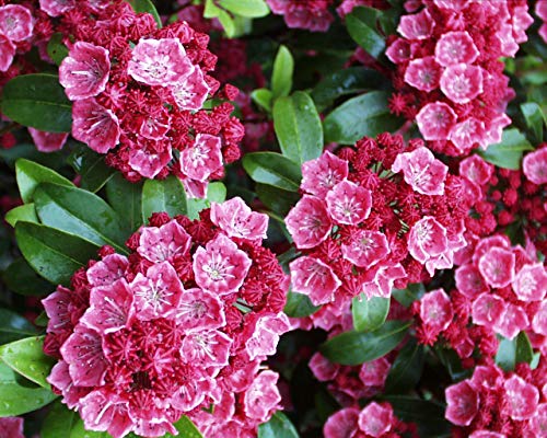 Kalmia LAT. Nathan Hale (Mountain Laurel) Evergreen Pink Flowers #3 - Size Container