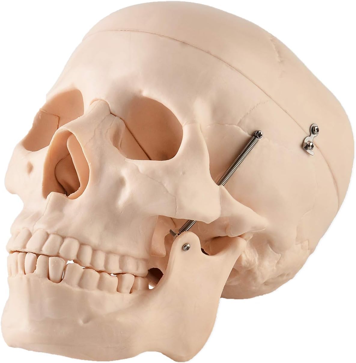 Amazon.co.jp: 頭蓋骨模型 3分解 頭囲46cm 実物大より少し小さい 骨格