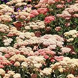 Clovers Garden Yarrow Summer Pastels (Achillea) Plant Plants – Two (2) Live Plants – Non-GMO - Not Seeds - Each 4" to 8" Tall – in 4" Inch Pots – Hardy Flowering Perennial, Pollinator Favorite
