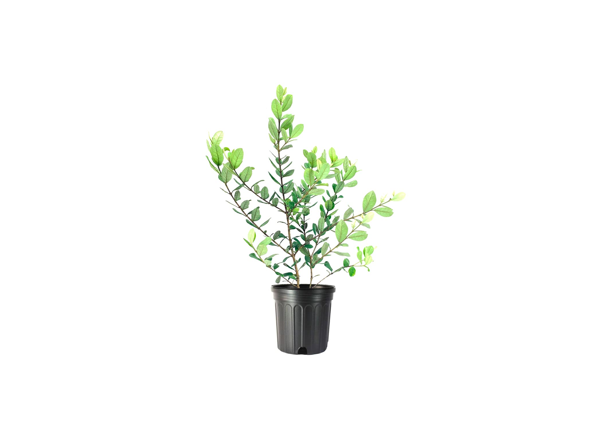 Buy Pineapple Guava 1 Large Gallon Size Feijoa Sellowiana Edible