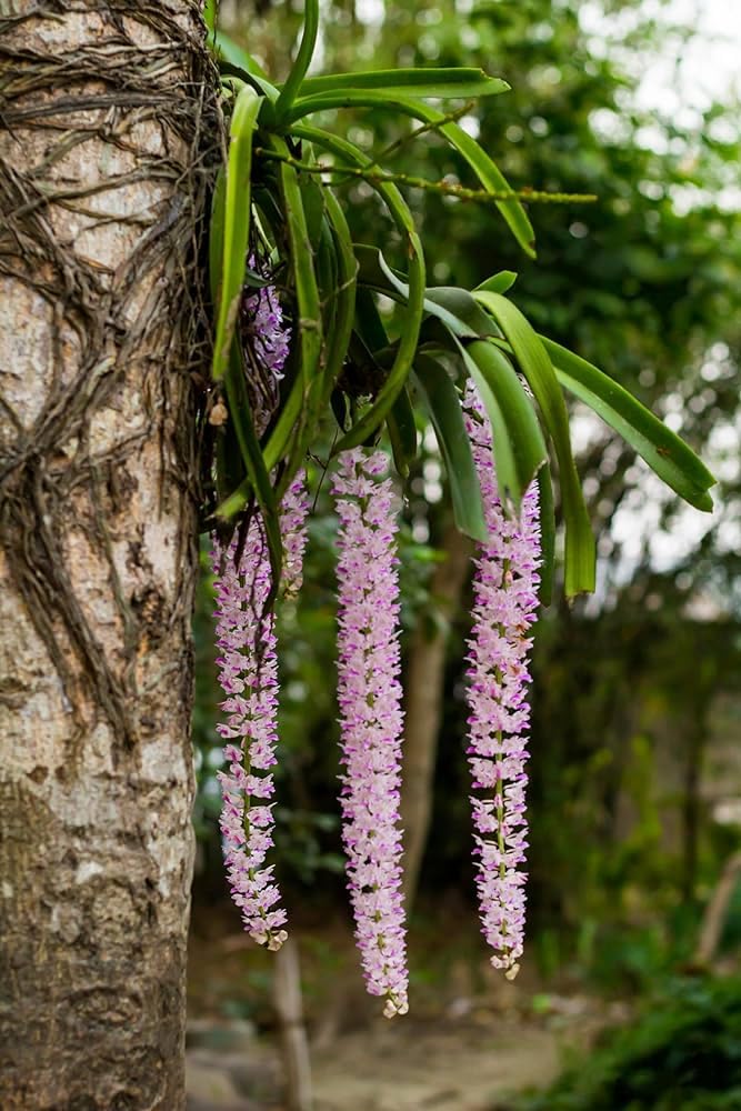 Exotic Dwarf Variety Vanda Orchid Plant Live Indoor Decoration Plant Up to 1.5 feet Height Bare Rooted Plant, Pink Pack of 1 (B0D9RCQP71) Amazon Price History, Amazon Price Tracker