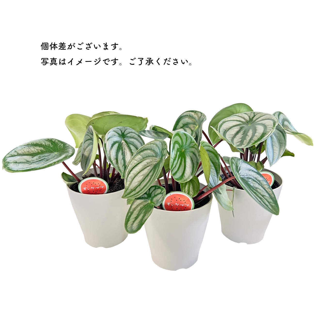 Peperomia argyreia variegated/スイカ ペペロニア④