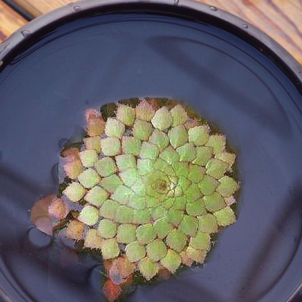 100 piezas de semillas de plantas, jacinto de agua Pistia Hottonia Ludwigia Pond Decor Semillas de plantas acuáticas B