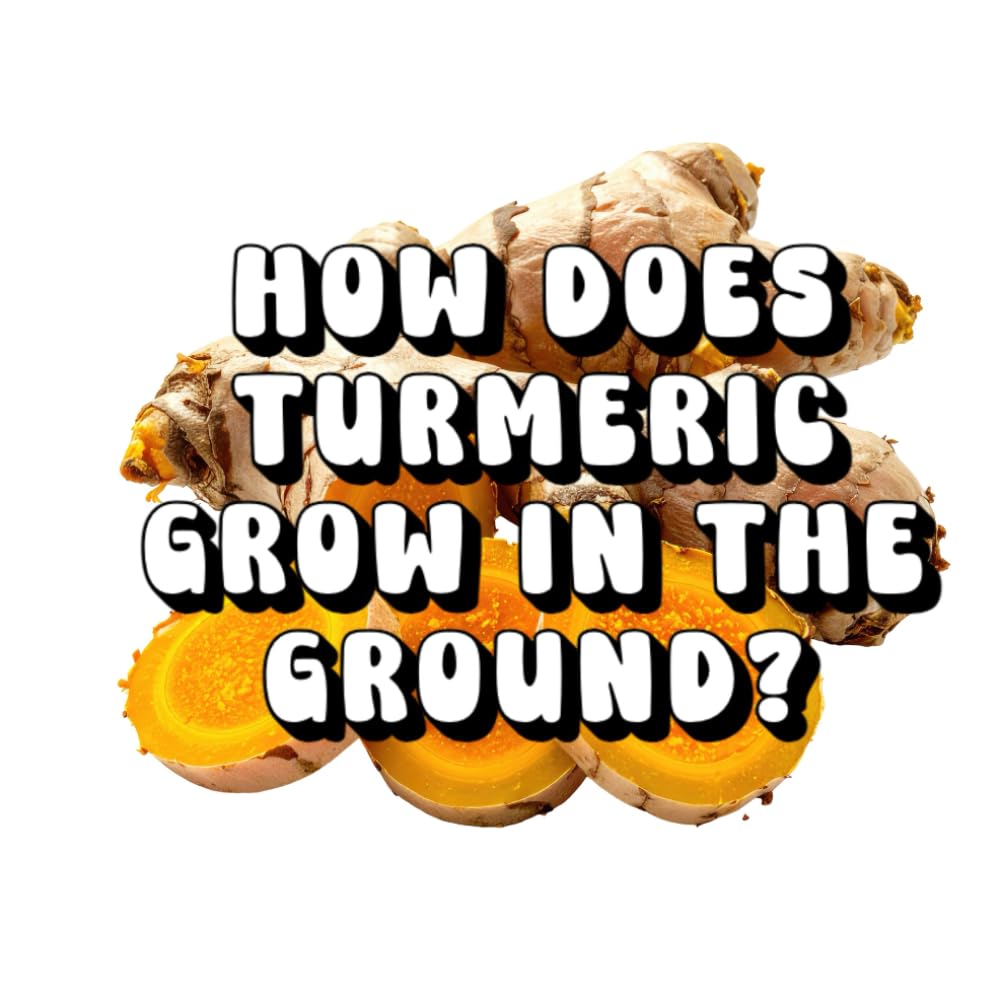 How Does Turmeric Grow in the Ground?