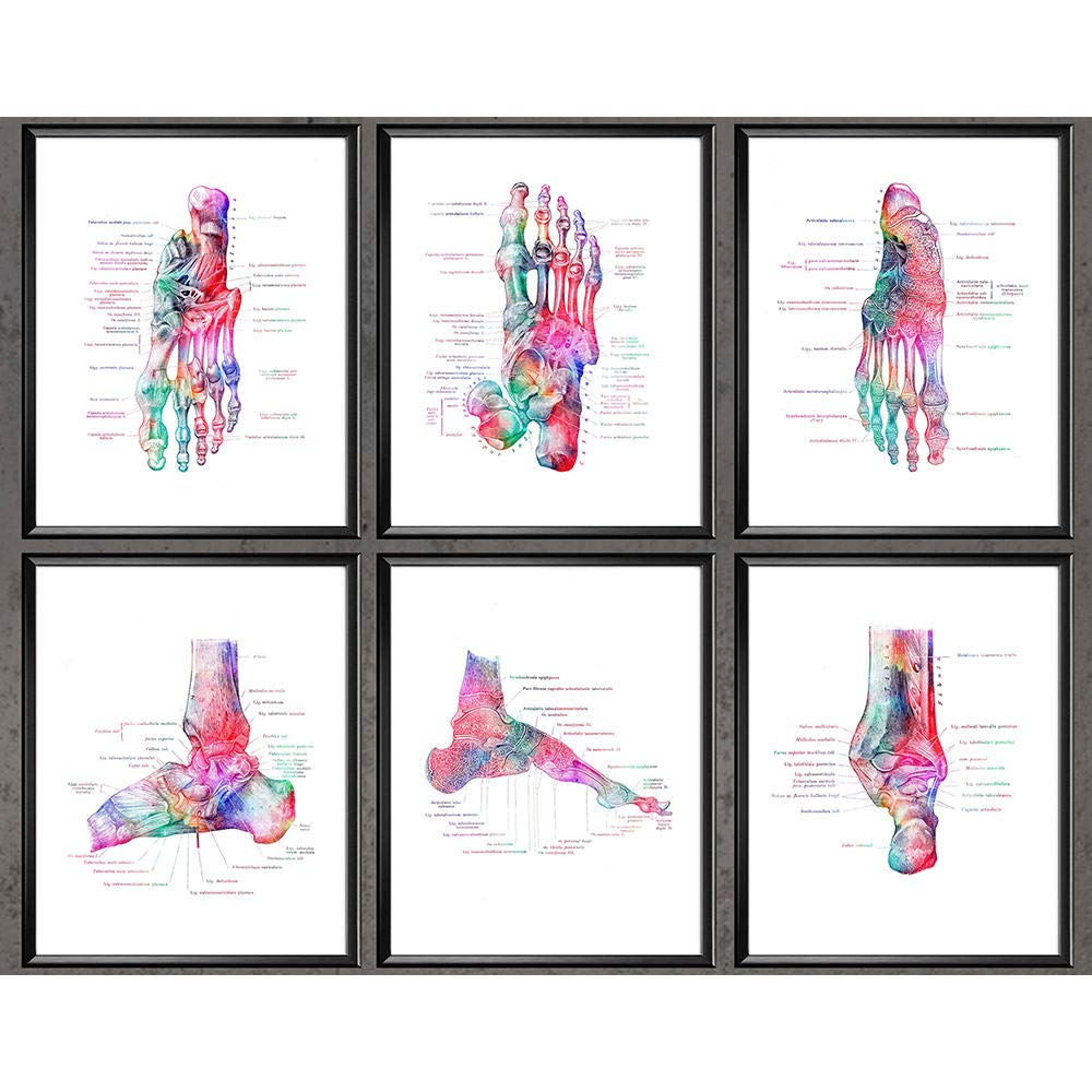 Poster Anatomia Della Pelle Qualiprint – A3 400 G/m² Con Finitura In Lamina D'oro, Per Studi E Cliniche Estetiche