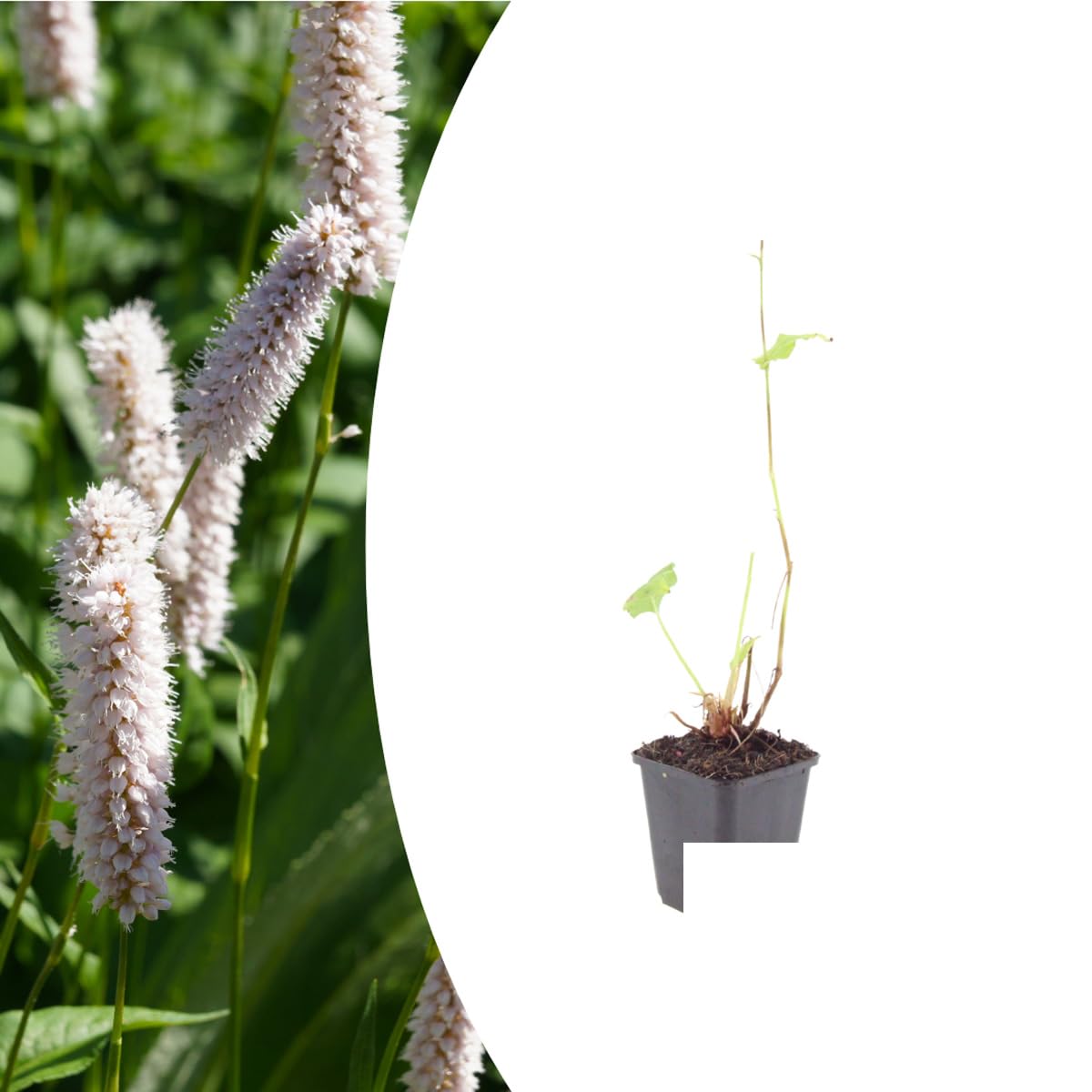 Persicaria bistorta 'Superba' | 24 sztuki - 10-25cm - Ø9cm - Roślina ogrodowa