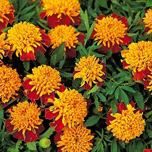 Golden Hills Farm® (AVG 100-1000) seeds MARIGOLD NANA PATULA RED FLOWER SEEDS (B093QFBT3J) Amazon Price History, Amazon Price Tracker