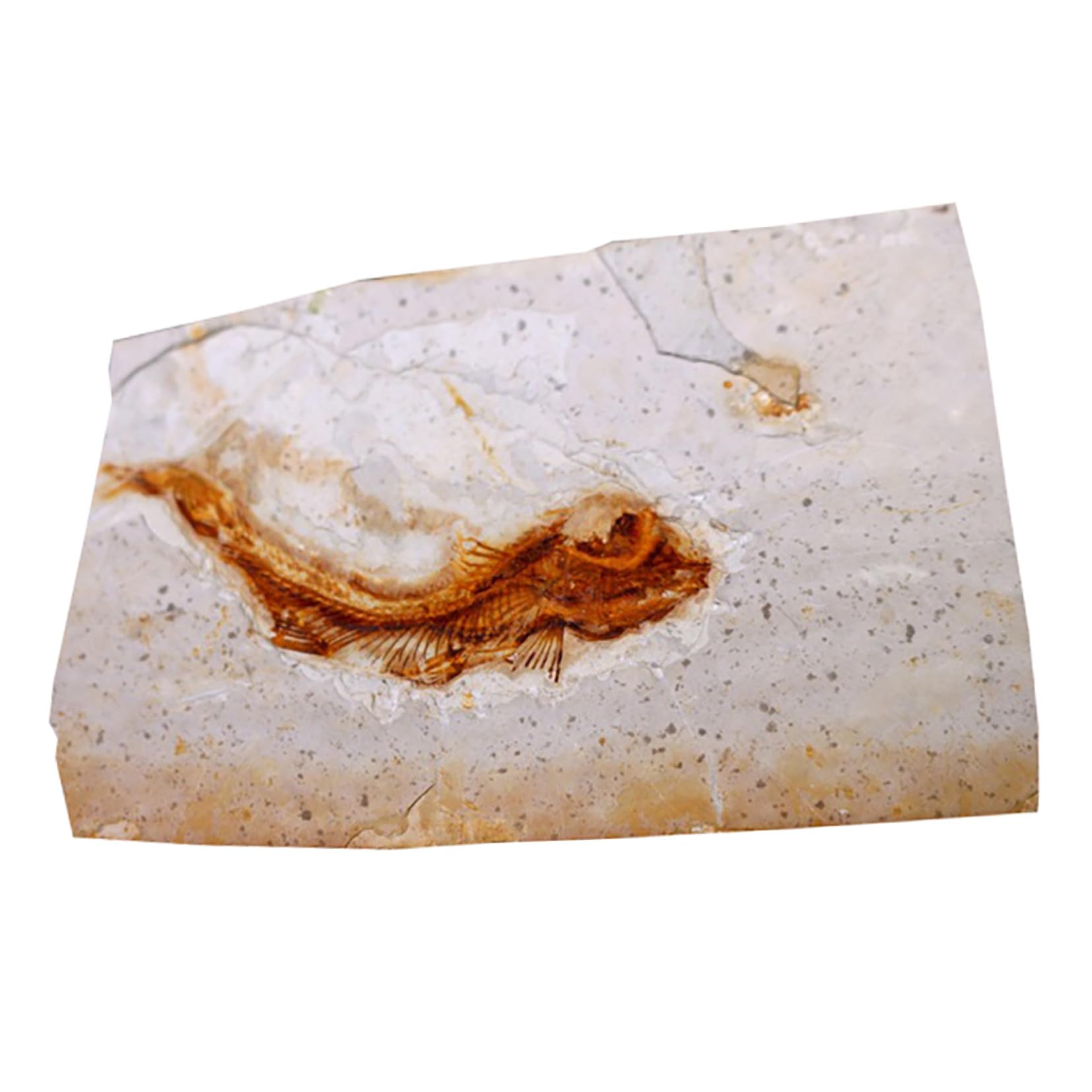 Cabilock Fósil de Pez Prehistórico Paleontológico 7-15 Cm Decoración Educativa para Laboratorio Práctica Docente Muestra Científica Modelo Didáctico de Aula Estilo Aleatorio