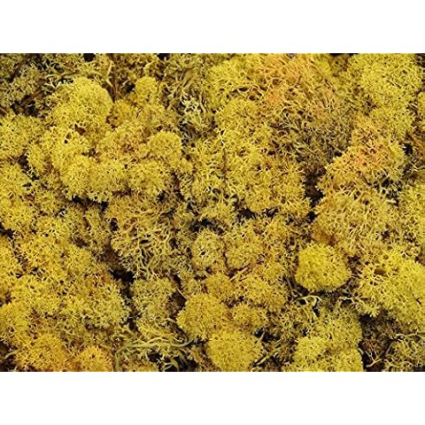Reindeer Moss Yellow Sun for Tillandsia Airplant Flower Arranging House Decoration Cover