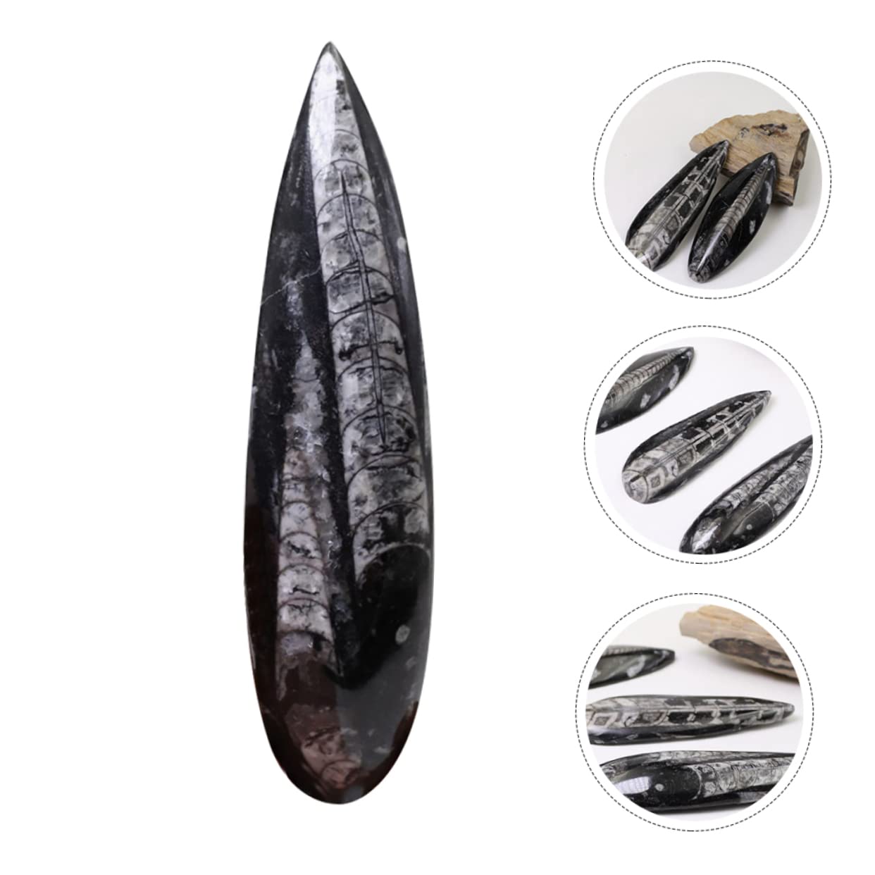 TOYANDONA Campione Fossile Orthoceras Paleo-oceano Naturale per Educazione Scientifica e Decorazione da Scrivania, Materiale Didattico per Paleontologia e Giocattolo Educativo per Ragazzo