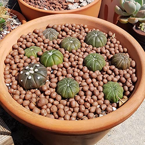 Succulents Box: CACTUS - Amazon.com