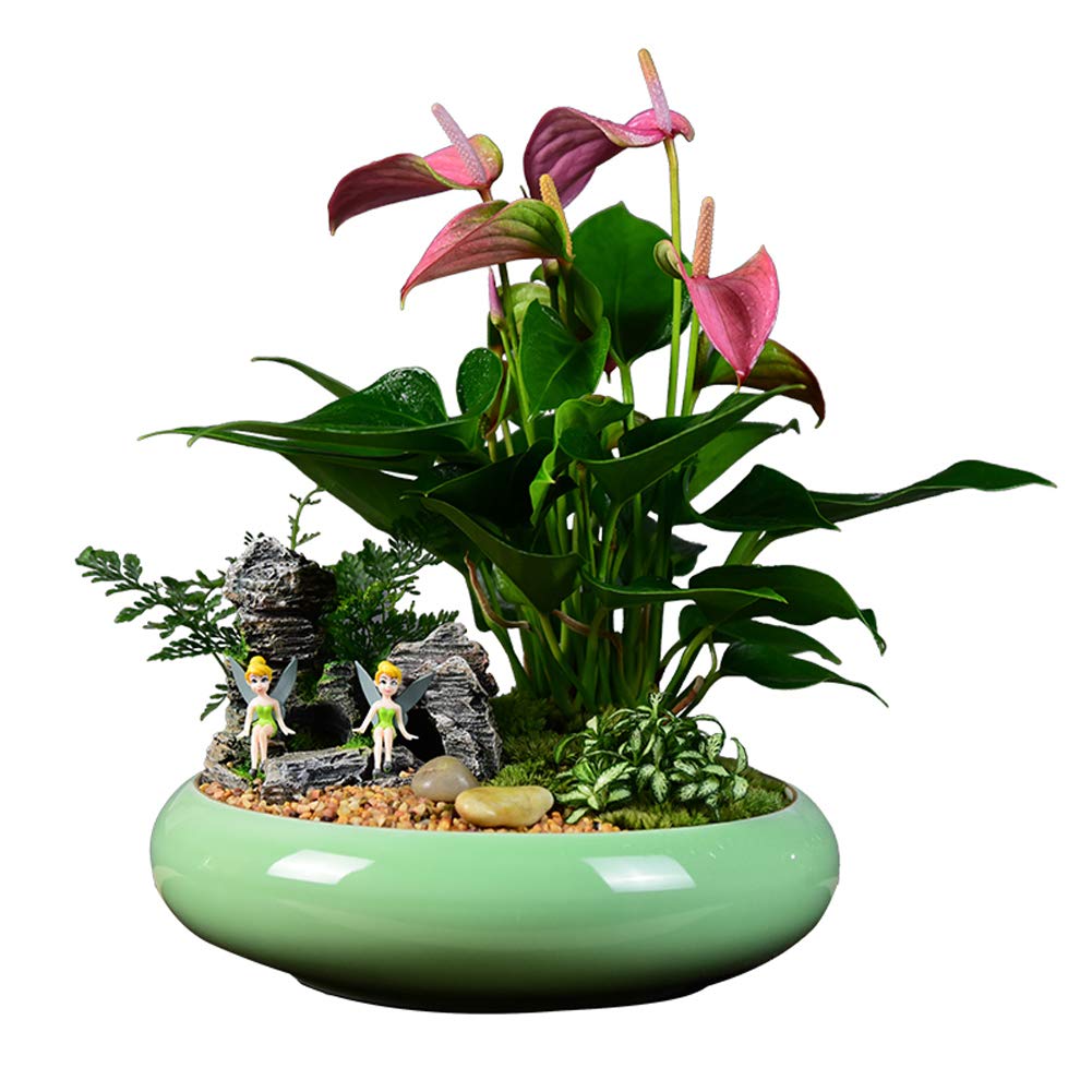 Purple Spathiphyllum Seeds 80 Organic Easy To Grow Peace Lily Flower Air Purification Houseplant Best For Indoor House Office Buy Online In Aruba At Aruba Desertcart Com Productid