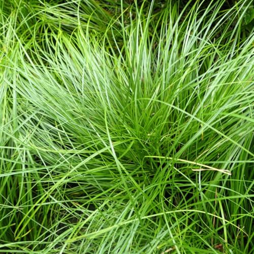 Carex Pensylvanica Pennsylvania Sedge, Native Green Ornamental Grass, Shade-Tolerant Ground Cover for Landscaping (Classic Pint/Set of 250)