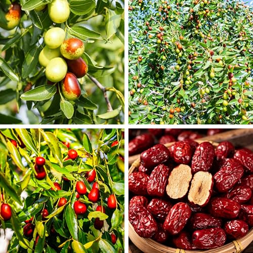 Mixrug Jujube Trees Seeds for Planting 10pcs Perennial Jujube Red Date Fruits Seeds Plants Non-GMO Heirloom Premium Open Pollinated Beauty Flowers Plants for Home Garden Outdoors Indoors Purple