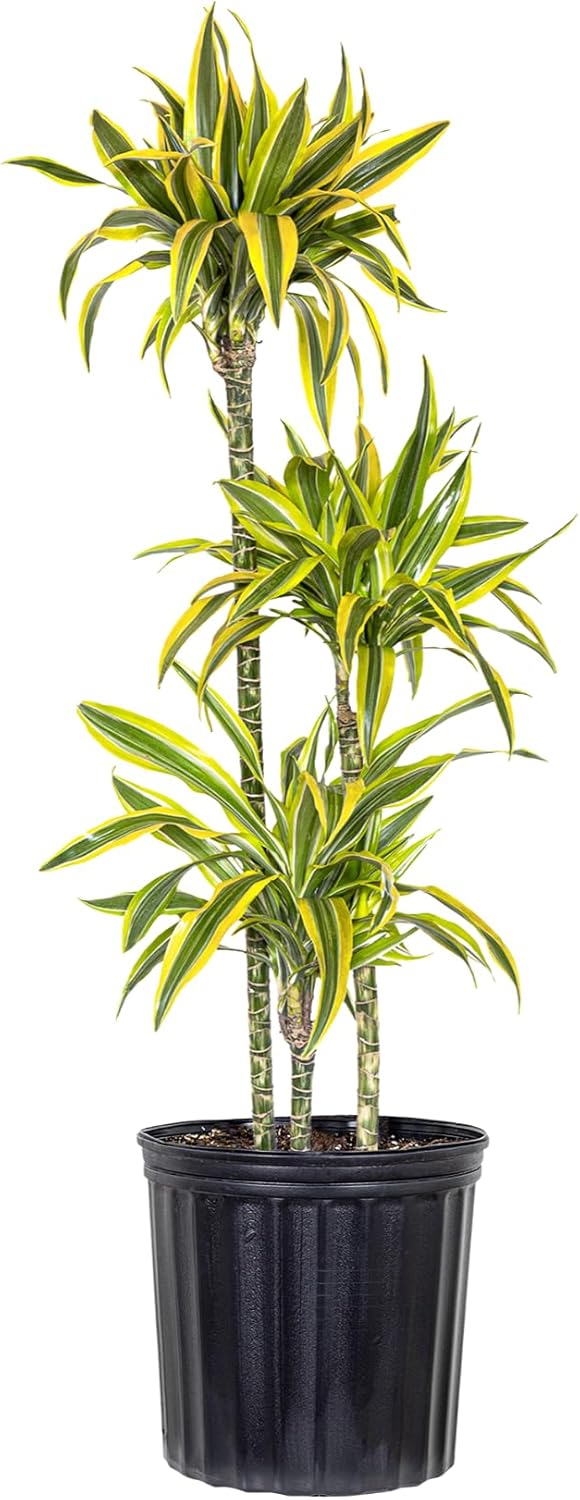 Dracaena Janet Craig Live Plant, 38–42 inches Tall in 10 inch Pot, Low Light Tropical Indoor Tree, Easy Care Air Purifier Plant for Home, Office and Interior Decor by United Nursery