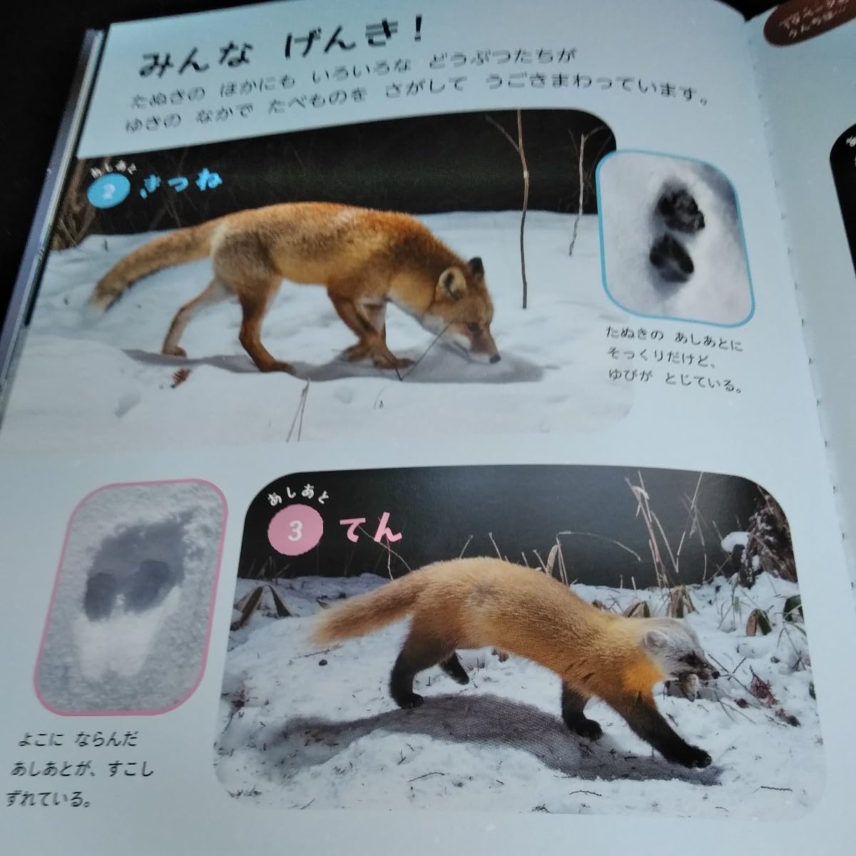 【2年分 まとめ売り】しぜん フレーベル館 キンダーブック フレーベル館 しぜん キンダーブック 12冊セット - メルカリ