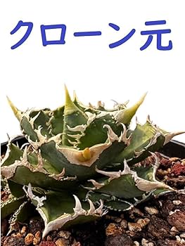 【子株付き】【鉢のまま発送】0657 アガベ チタノタ 白豪刺 子株付き】【鉢のまま発送】0657 アガベ チタノタ 白豪刺 子株