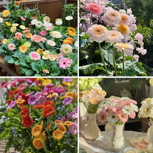 Mixrug Gerbera Daisy Seeds for Planting 500+pcs Perennial Rare Gerbera Daisy Flower Seeds Plants Non-GMO Heirloom Landscape Hardy Home Garden Blooms Flowers for Outdoors