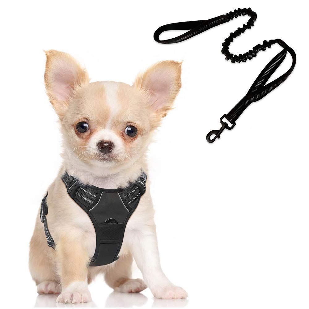 outdoor dog leash
