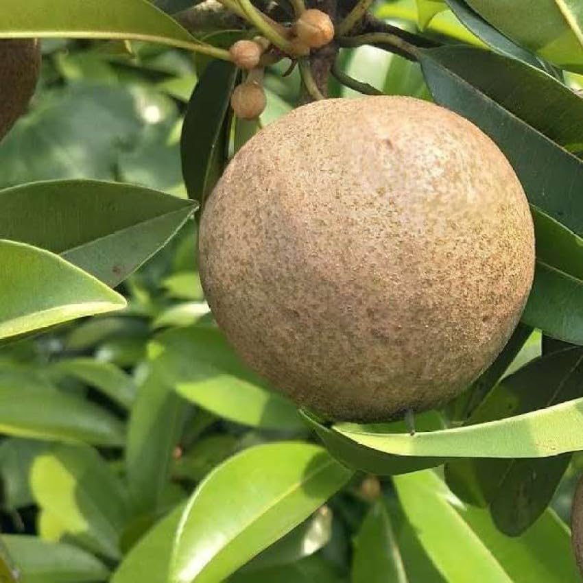 Ariya chikoo Live Plant Suitable For Bonsai-image-18