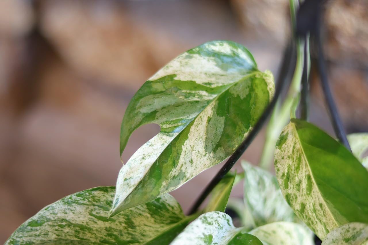 Amazon.co.jp: 斑入り ハブカズラ エピプレムナム ピナツム マーブル 4