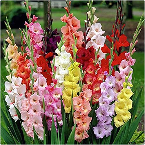 Image of Gladioli Large Flowering Mixed Bulbs x 50 Mixed Colours Summer Flowering by Growtanical®