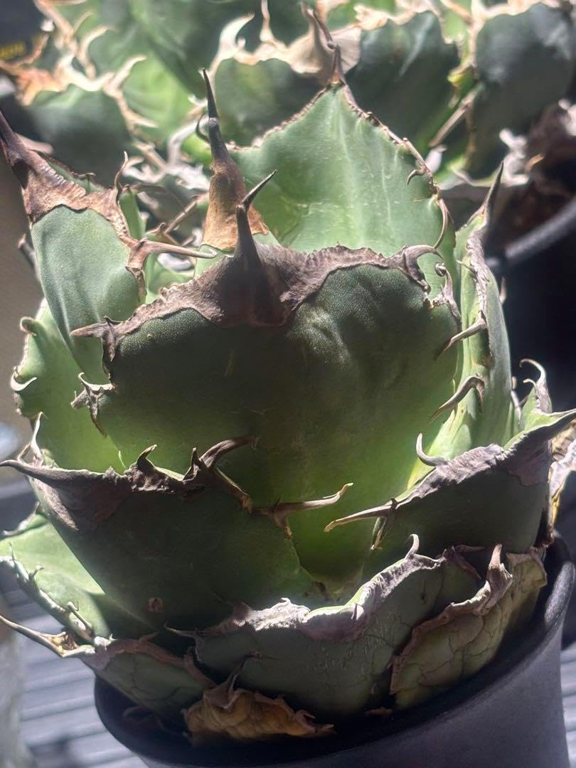 特出 アガベチタノタブラックダイヤモンド（極上株）S級良形super黒豹