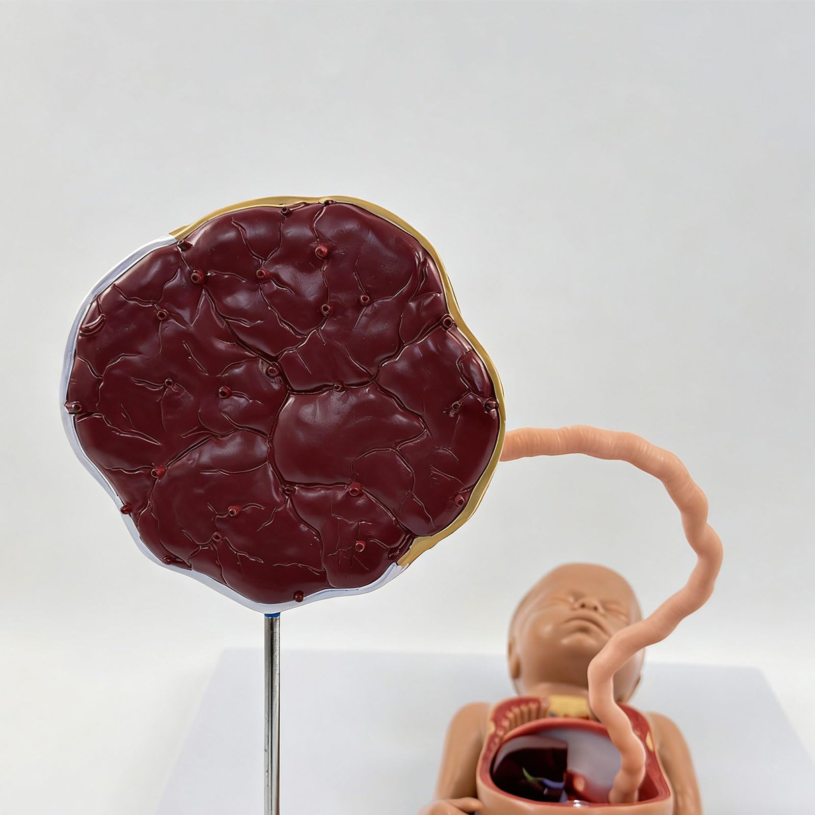 Sviluppo fetale educativo con struttura dei polmoni del cuore staccabile adatto per lo studio in classe Modello circolazione fetale Strumento educativo per l ' anatomia